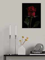 a beautiful red rose Poster och Canvastavla