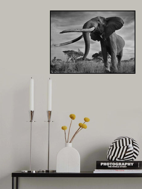 Tusks Poster och Canvastavla