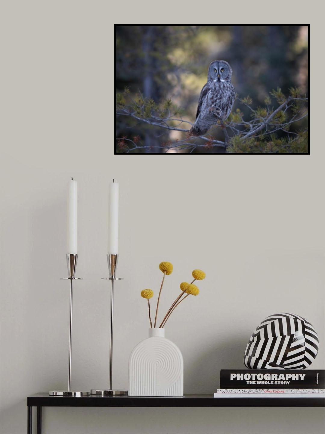 Great Grey Owl Poster och Canvastavla