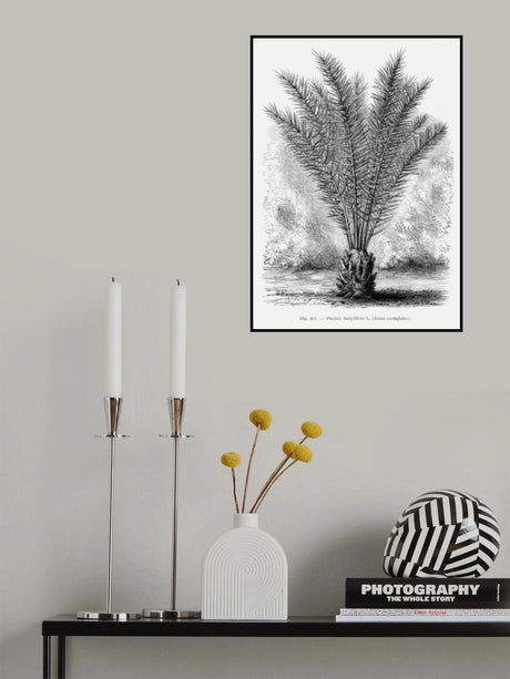 Vintage Palm Tree Drawing Xiii Poster och Canvastavla