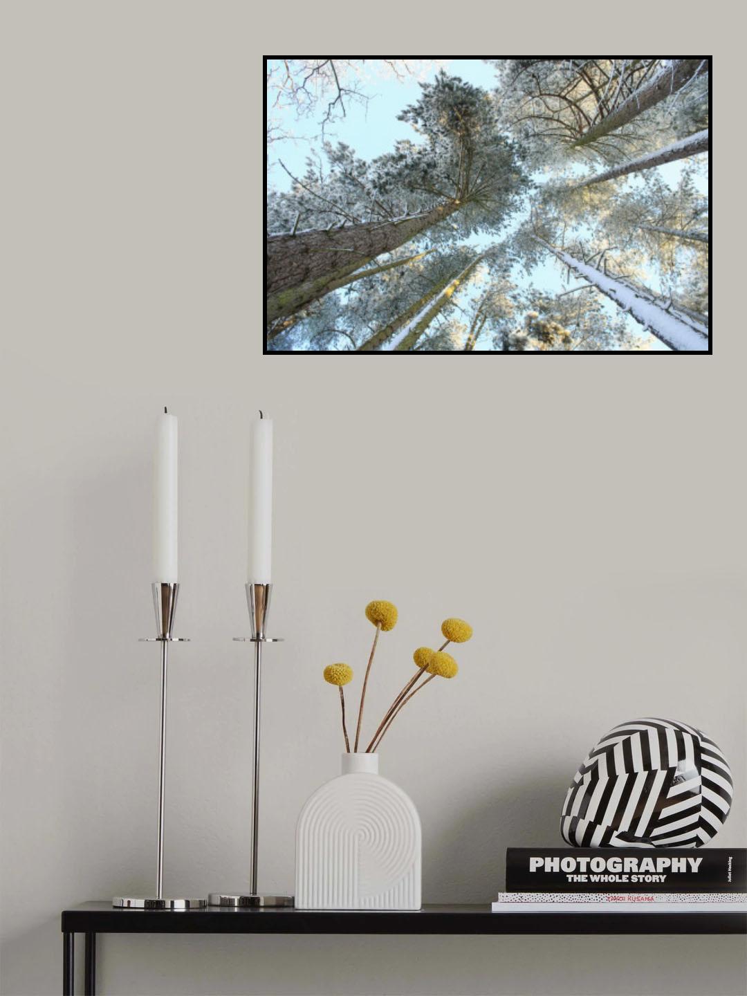 Tall Pine Trees, Snow, Golden Glow Poster och Canvastavla