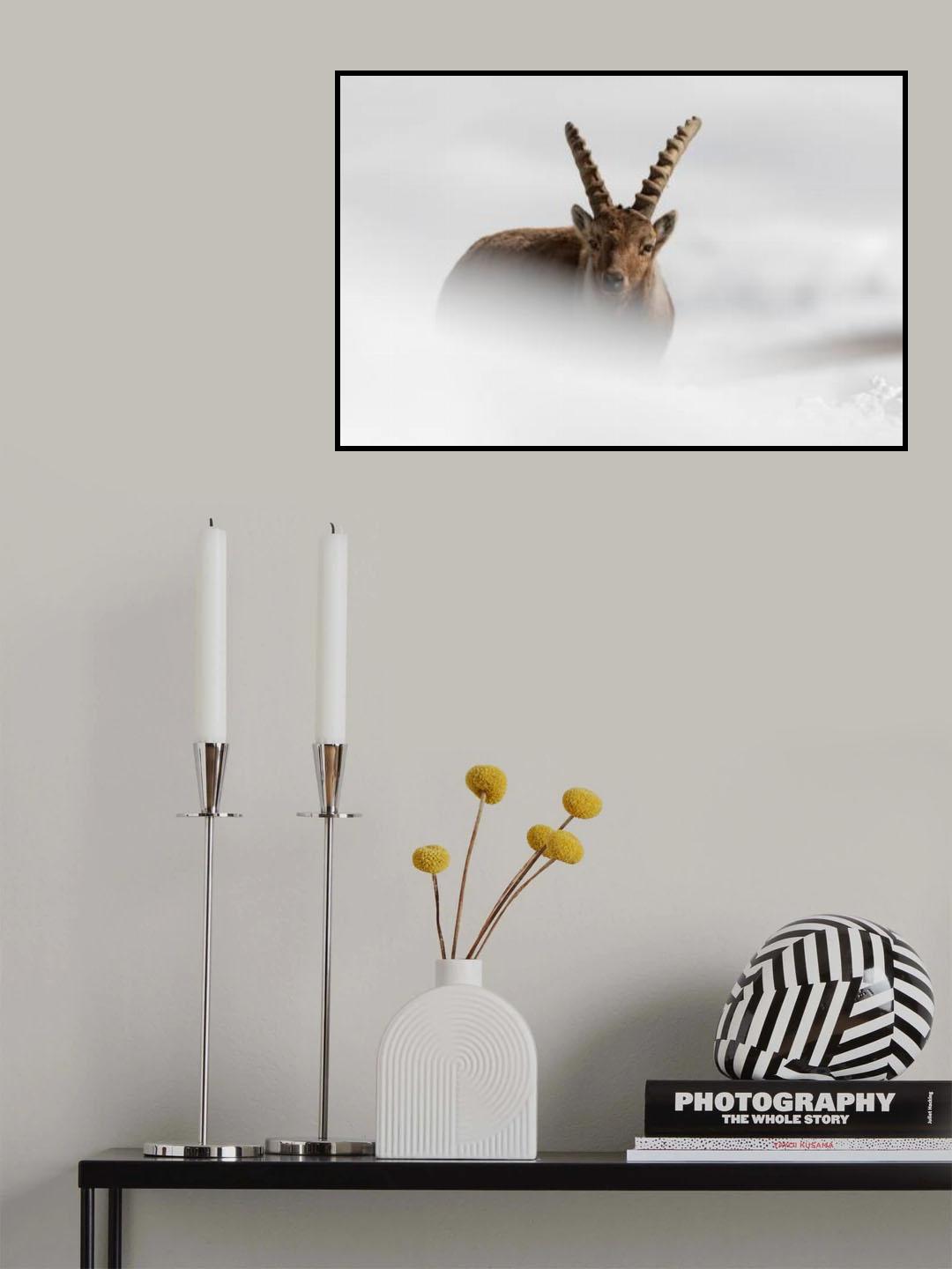 Alpine Ibex Poster och Canvastavla