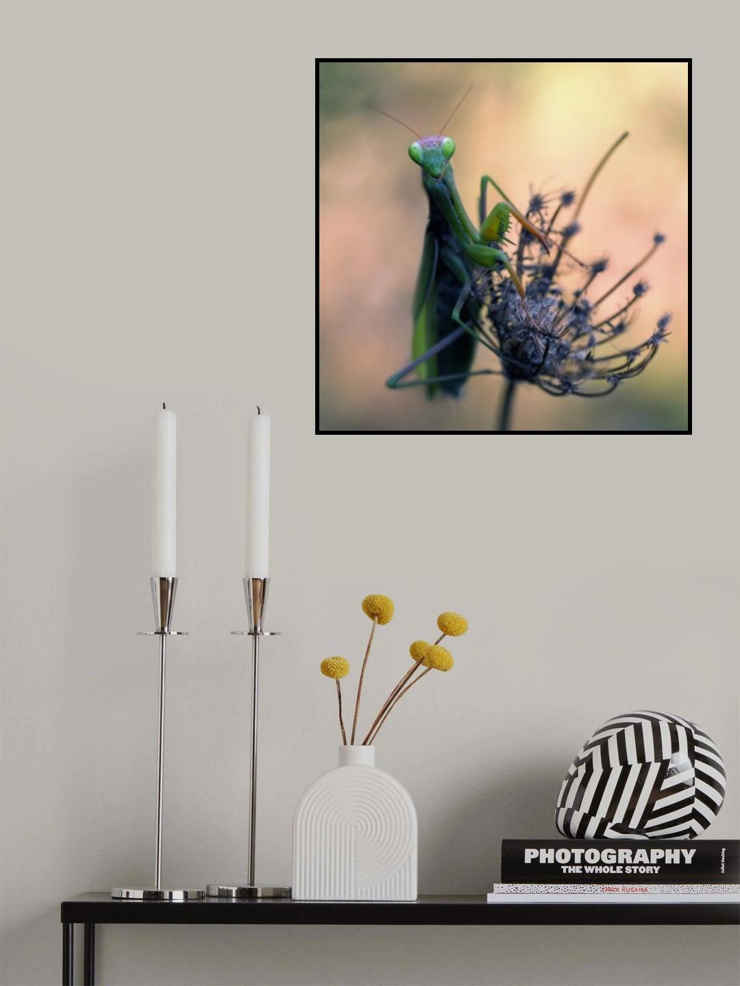 Praying mantis Poster och Canvastavla