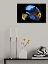 Pair Betta Fish Poster och Canvastavla