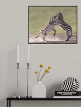 zebras fighting Poster och Canvastavla
