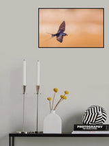 Barn swallow with building material for the nest Poster och Canvastavla