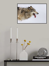 Loving Snow Poster och Canvastavla