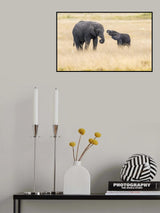 Mother and baby elephants Poster och Canvastavla