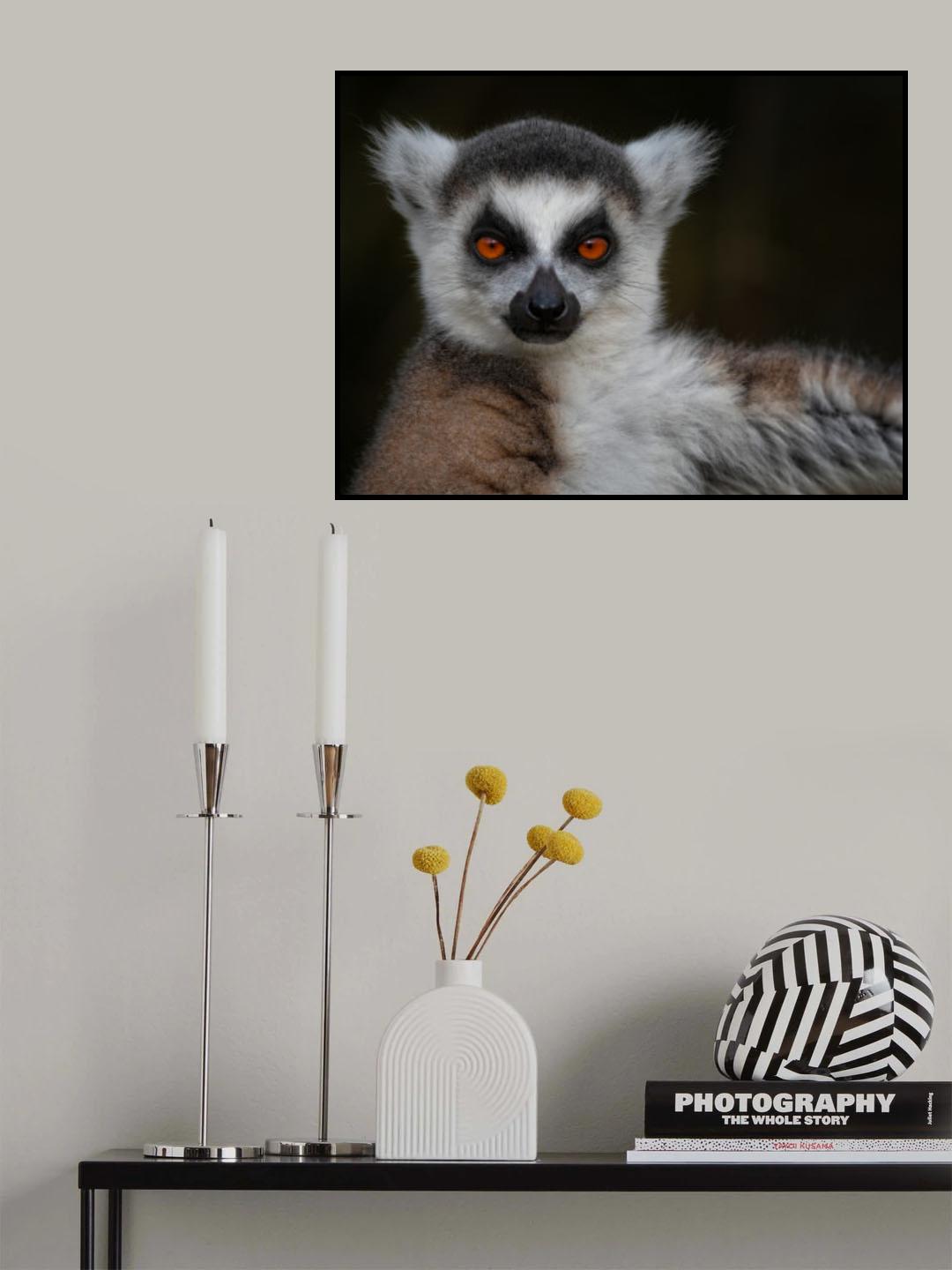 Strike a Pose - Maki Catta - Lemur catta Poster och Canvastavla