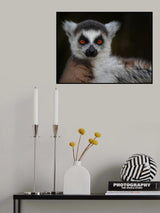 Strike a Pose - Maki Catta - Lemur catta Poster och Canvastavla