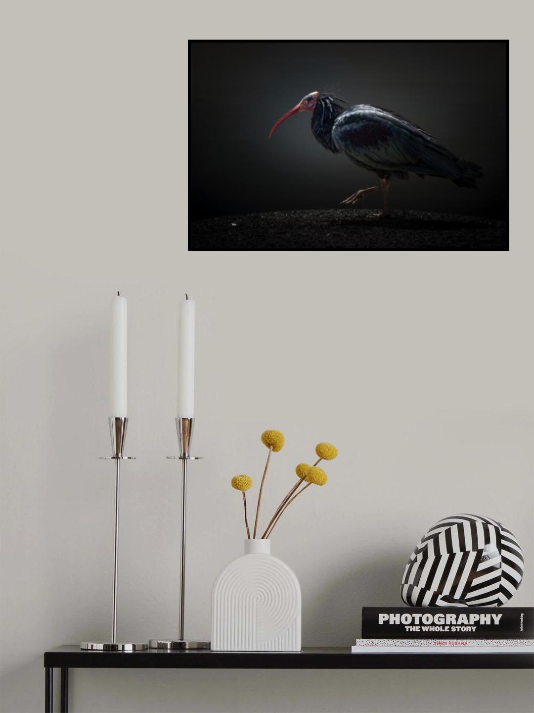 Red-cheeked Ibis Poster och Canvastavla