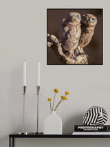 Curious Poster och Canvastavla