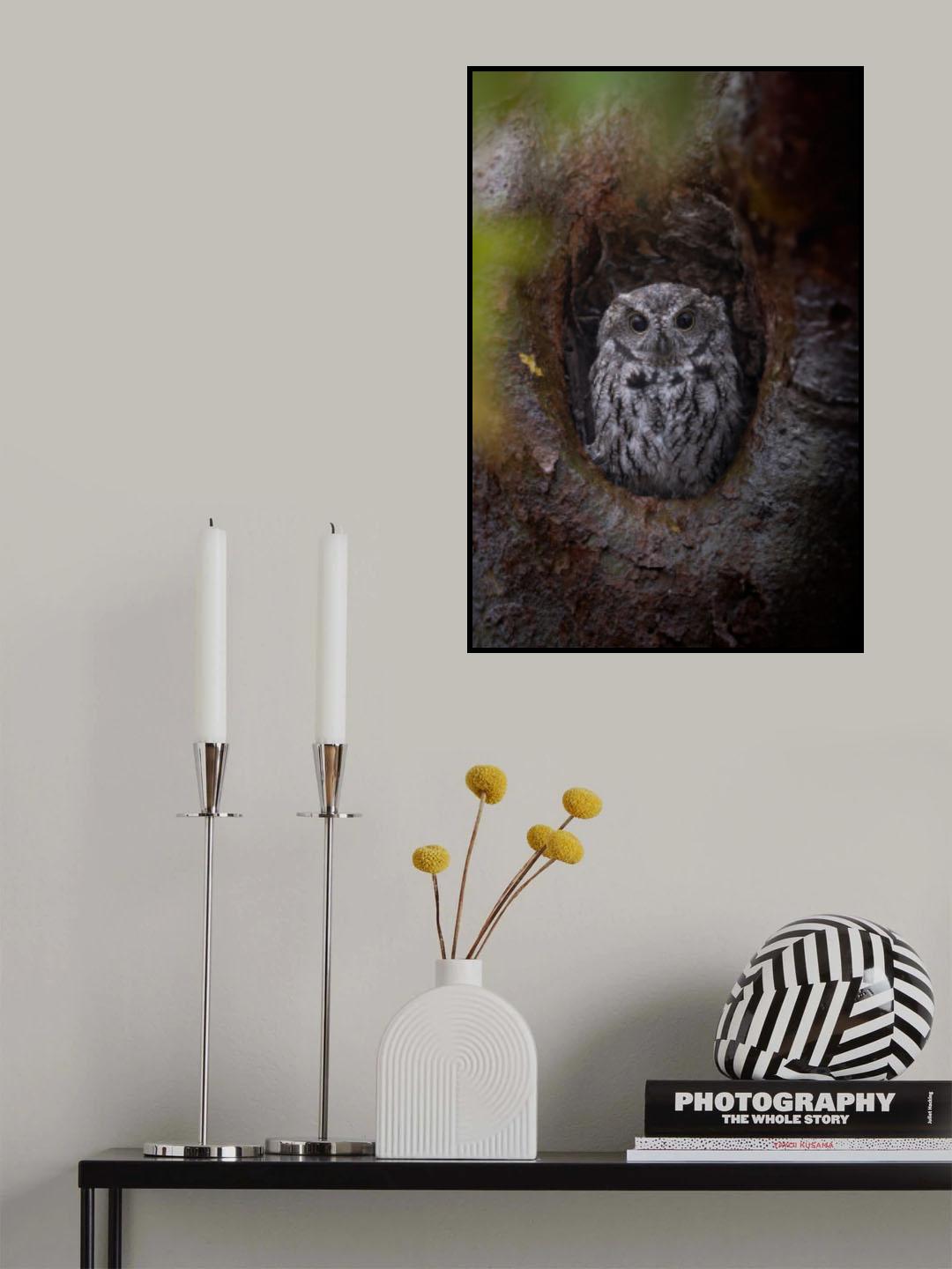 A Western Screech-Owl Sitting at Nest Hole Poster och Canvastavla