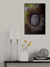 A Western Screech-Owl Sitting at Nest Hole Poster och Canvastavla