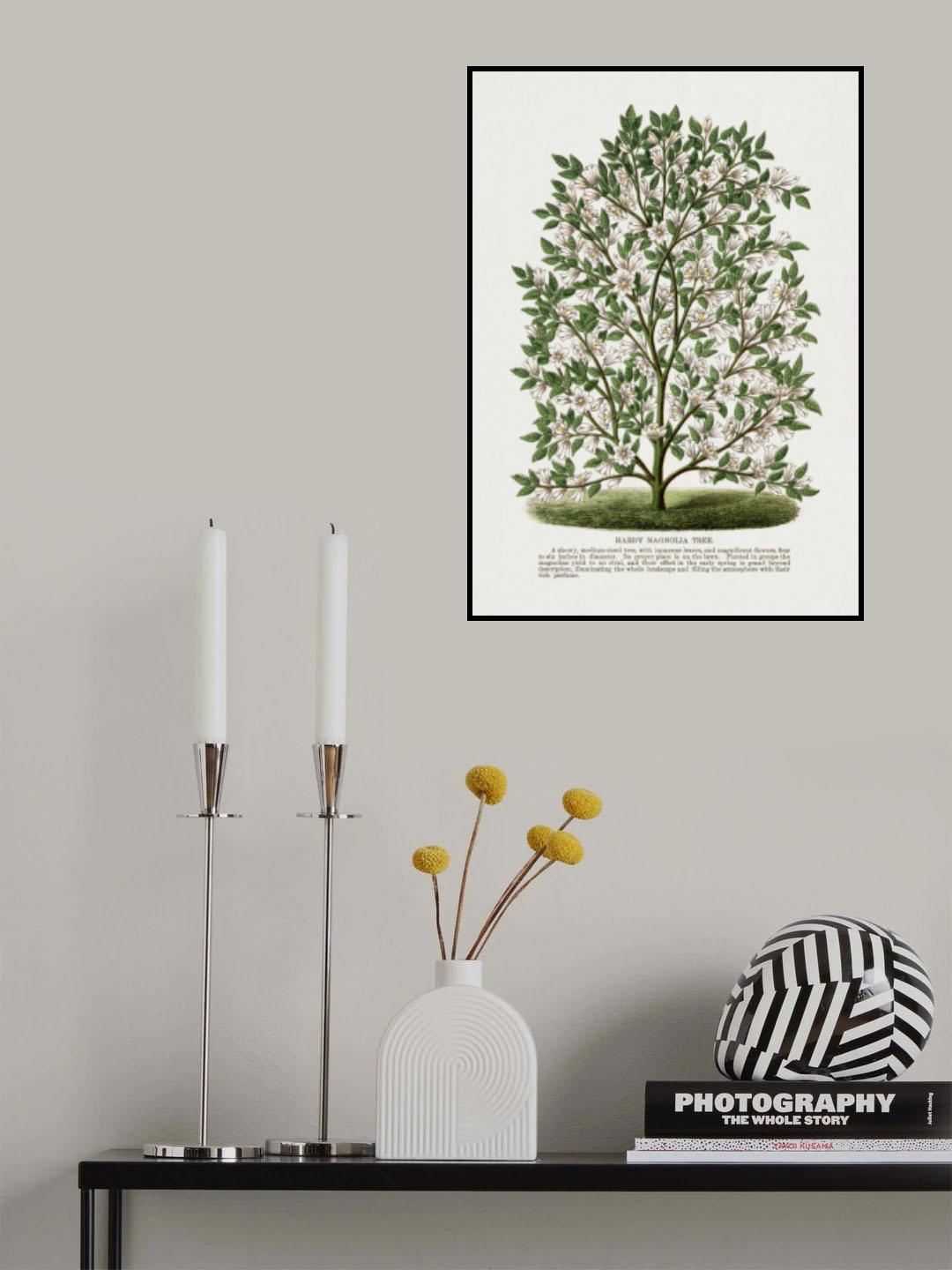 Hardy Magnolia Tree Lithograph Poster och Canvastavla