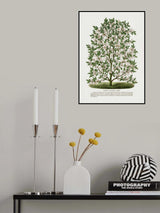 Hardy Magnolia Tree Lithograph Poster och Canvastavla