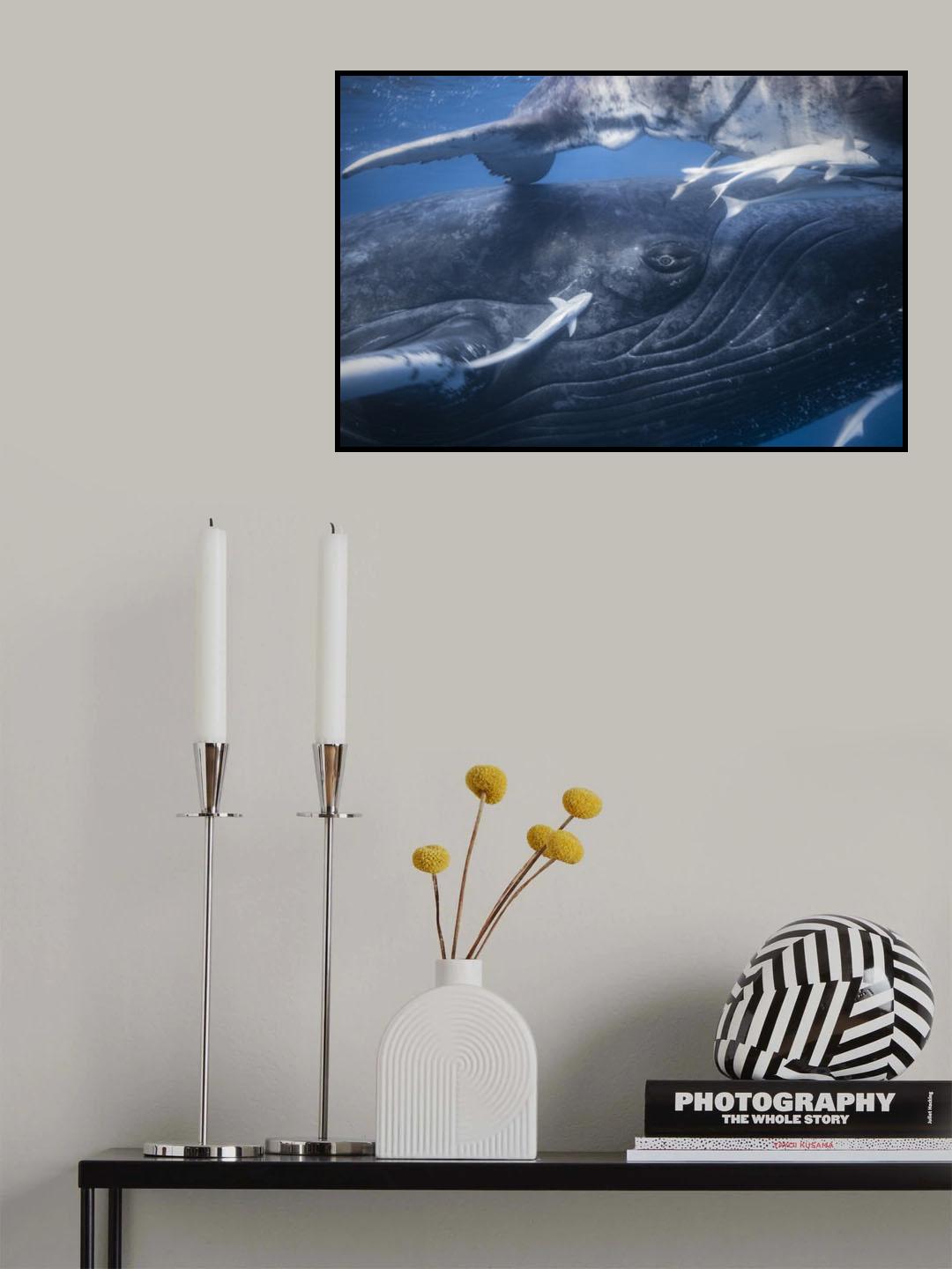 The whale's gaze Poster och Canvastavla