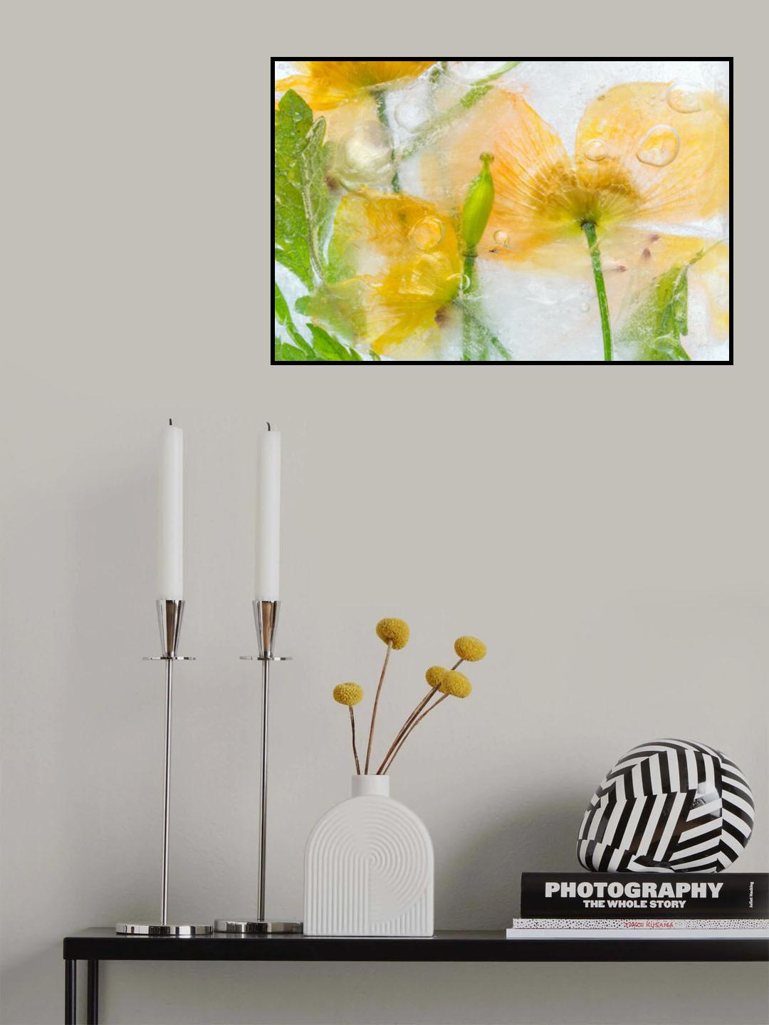Meconopsis Poster och Canvastavla