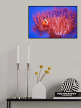 Finding Nemo Poster och Canvastavla