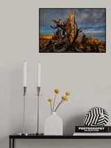 Sunrise at White Mountains CA Poster och Canvastavla