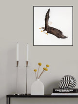 Swooping #2 Poster och Canvastavla