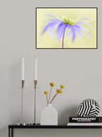 Anemone Blanda Poster och Canvastavla