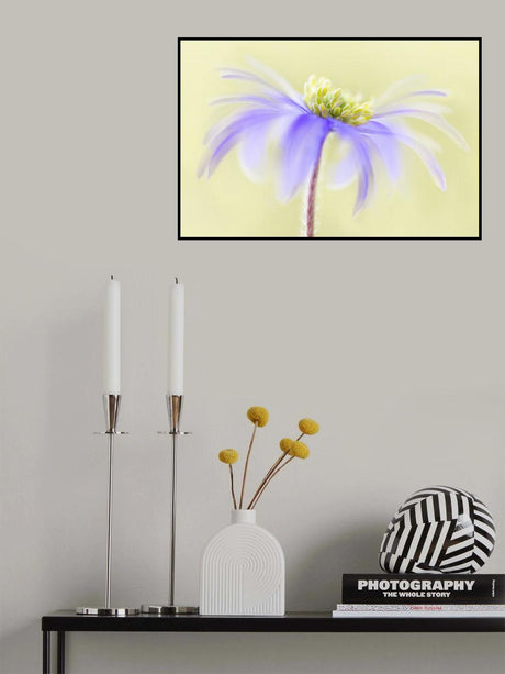 Anemone Blanda Poster och Canvastavla