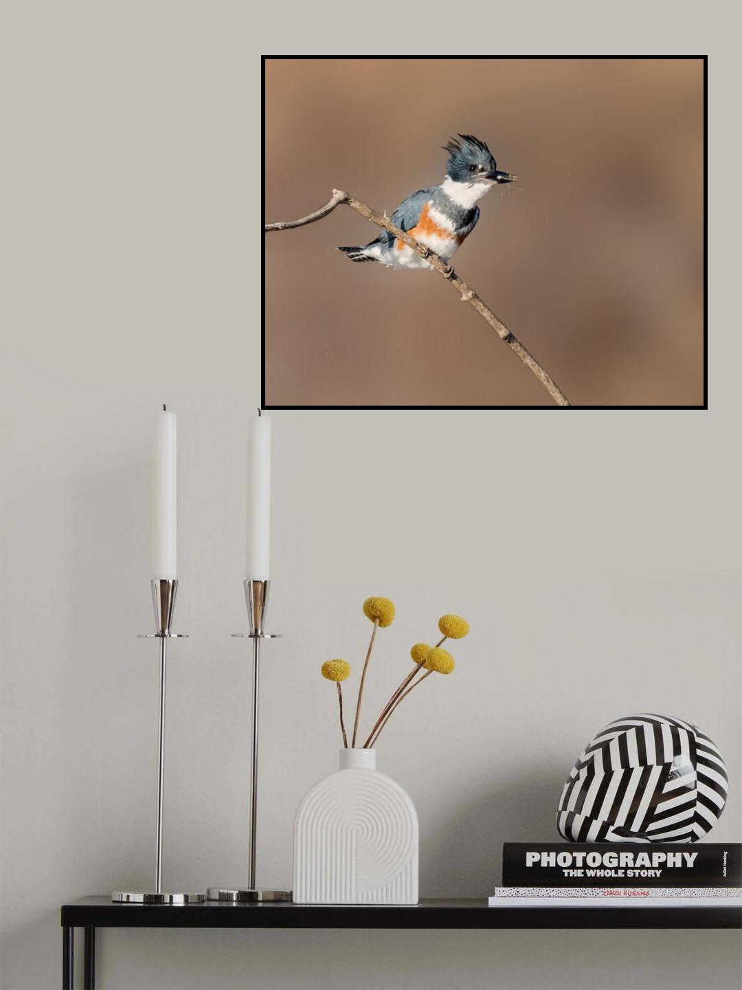 Belted Kingfisher with a Minnow Poster och Canvastavla