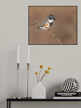 Belted Kingfisher with a Minnow Poster och Canvastavla