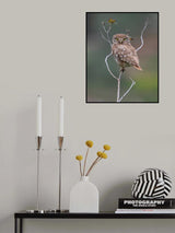 Owl Poster och Canvastavla
