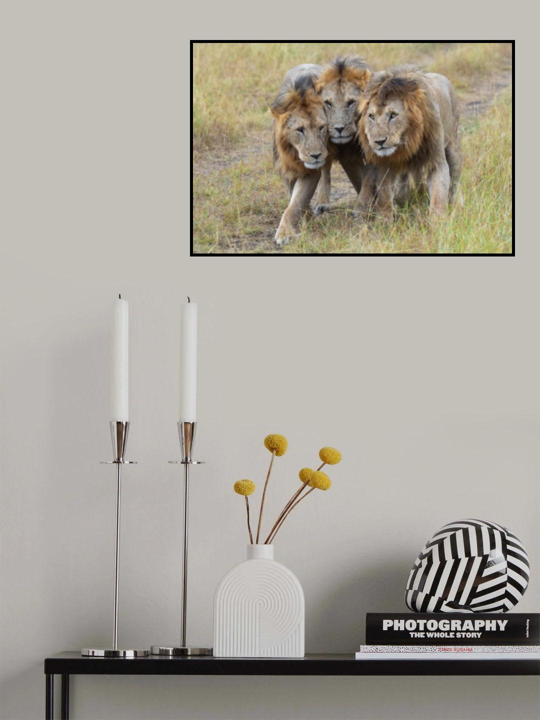 three kings Poster och Canvastavla