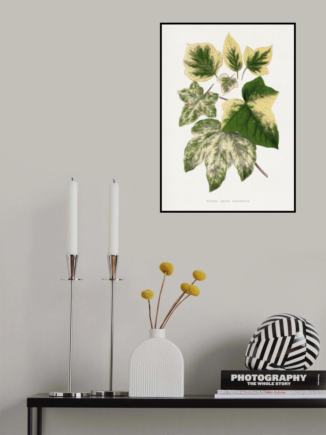 Green Leaf Illustration Poster och Canvastavla