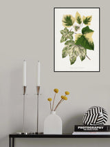 Green Leaf Illustration Poster och Canvastavla