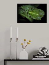 Walking leaf Poster och Canvastavla