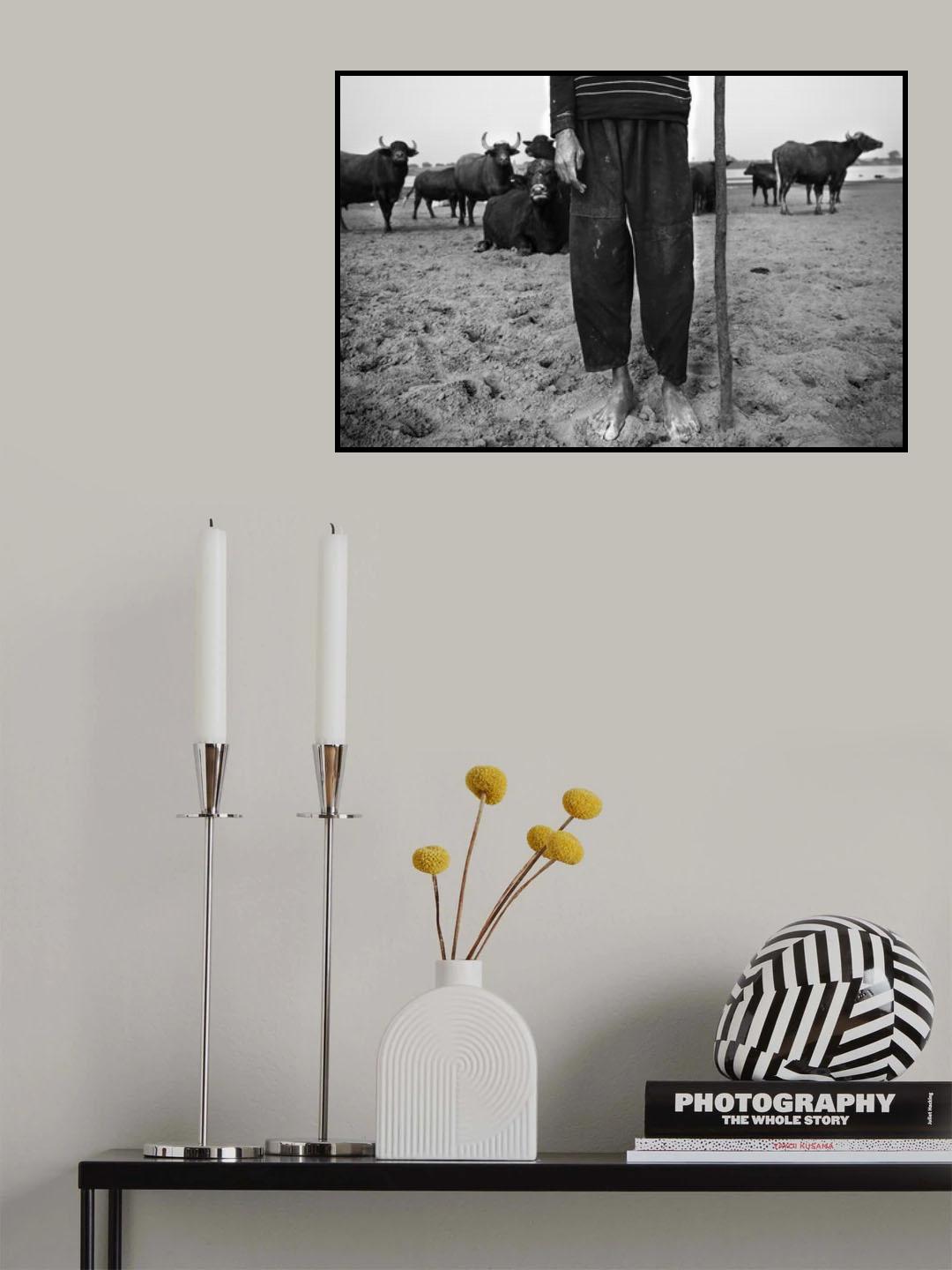 Me, myself and my Buffalos Poster och Canvastavla