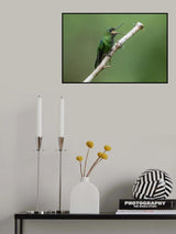 Green_Crowned Brilliant Hummingbird Poster och Canvastavla