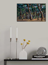 Heungdeok Pine Trees5 Poster och Canvastavla
