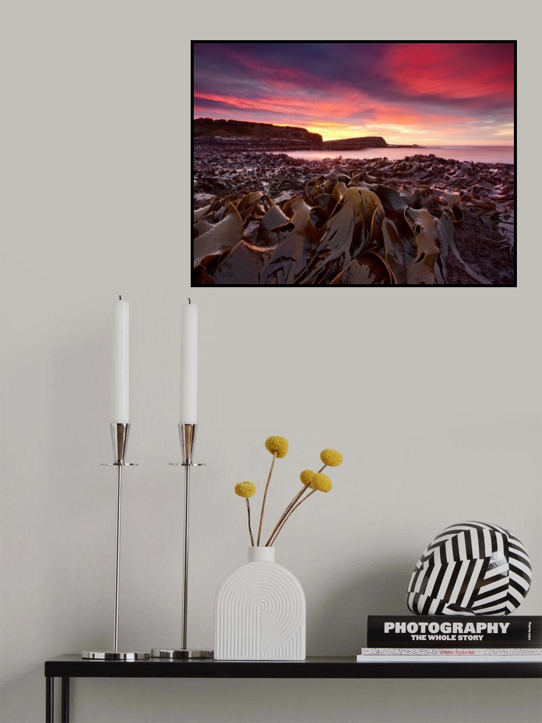 Curio Bay Morning Poster och Canvastavla