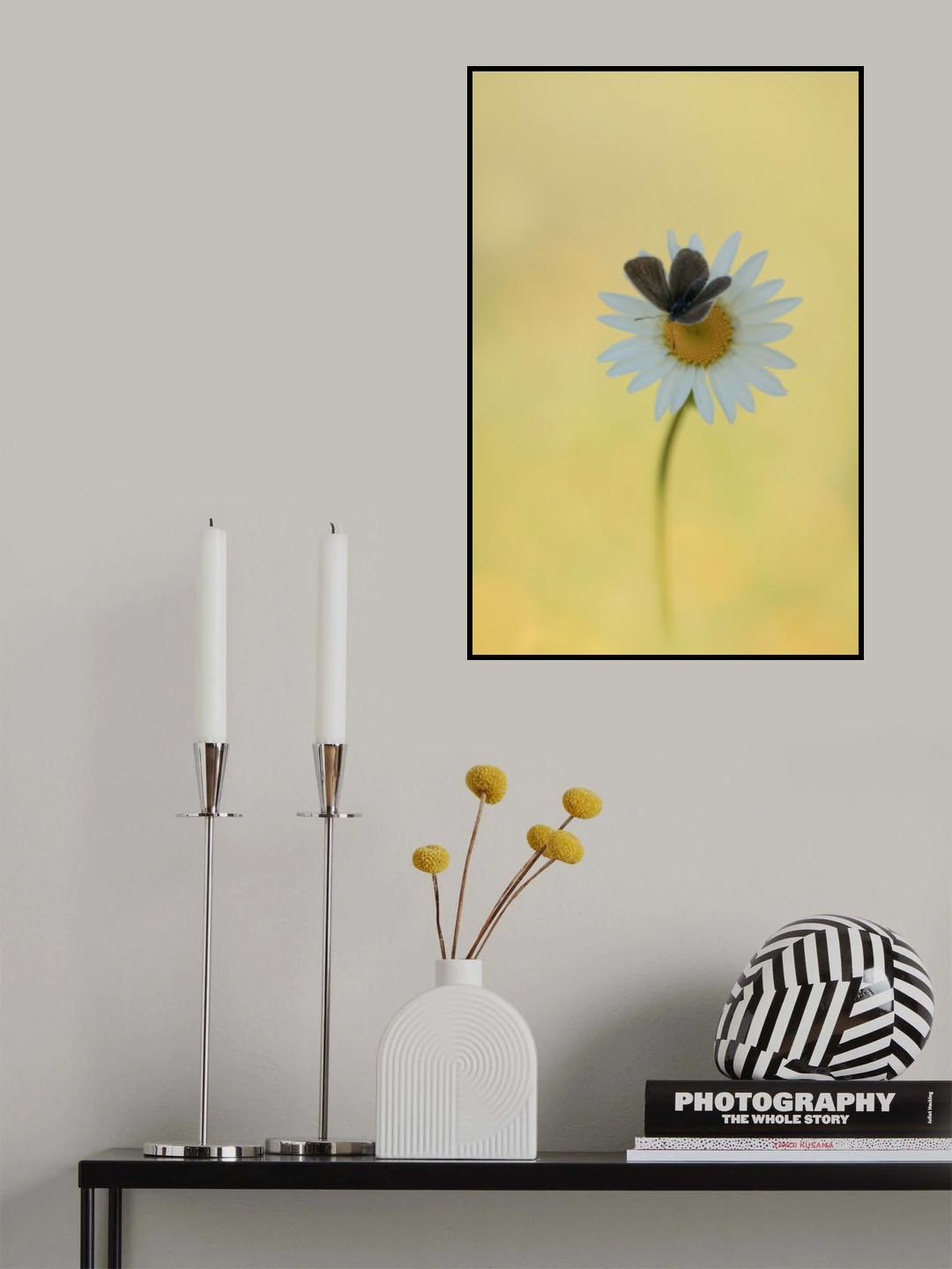 Contrast Poster och Canvastavla
