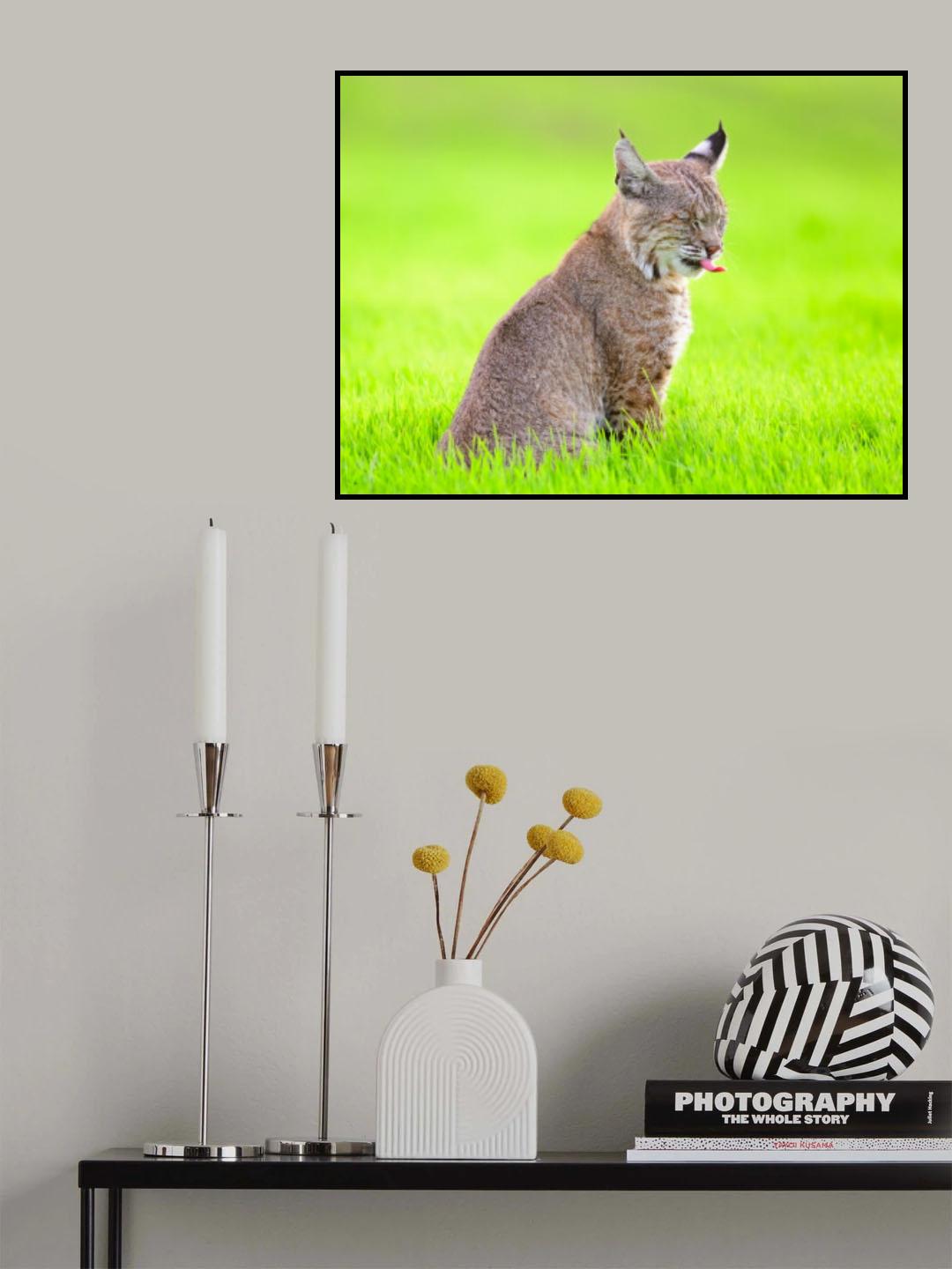 bobcat Poster och Canvastavla