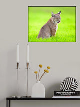 bobcat Poster och Canvastavla