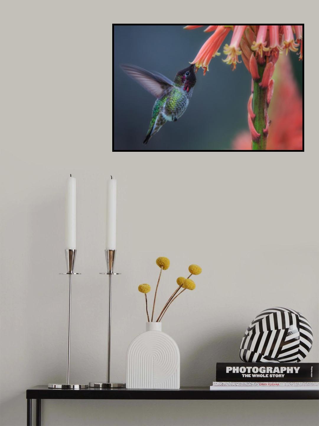 Winter Hummingbird Poster och Canvastavla