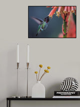 Winter Hummingbird Poster och Canvastavla