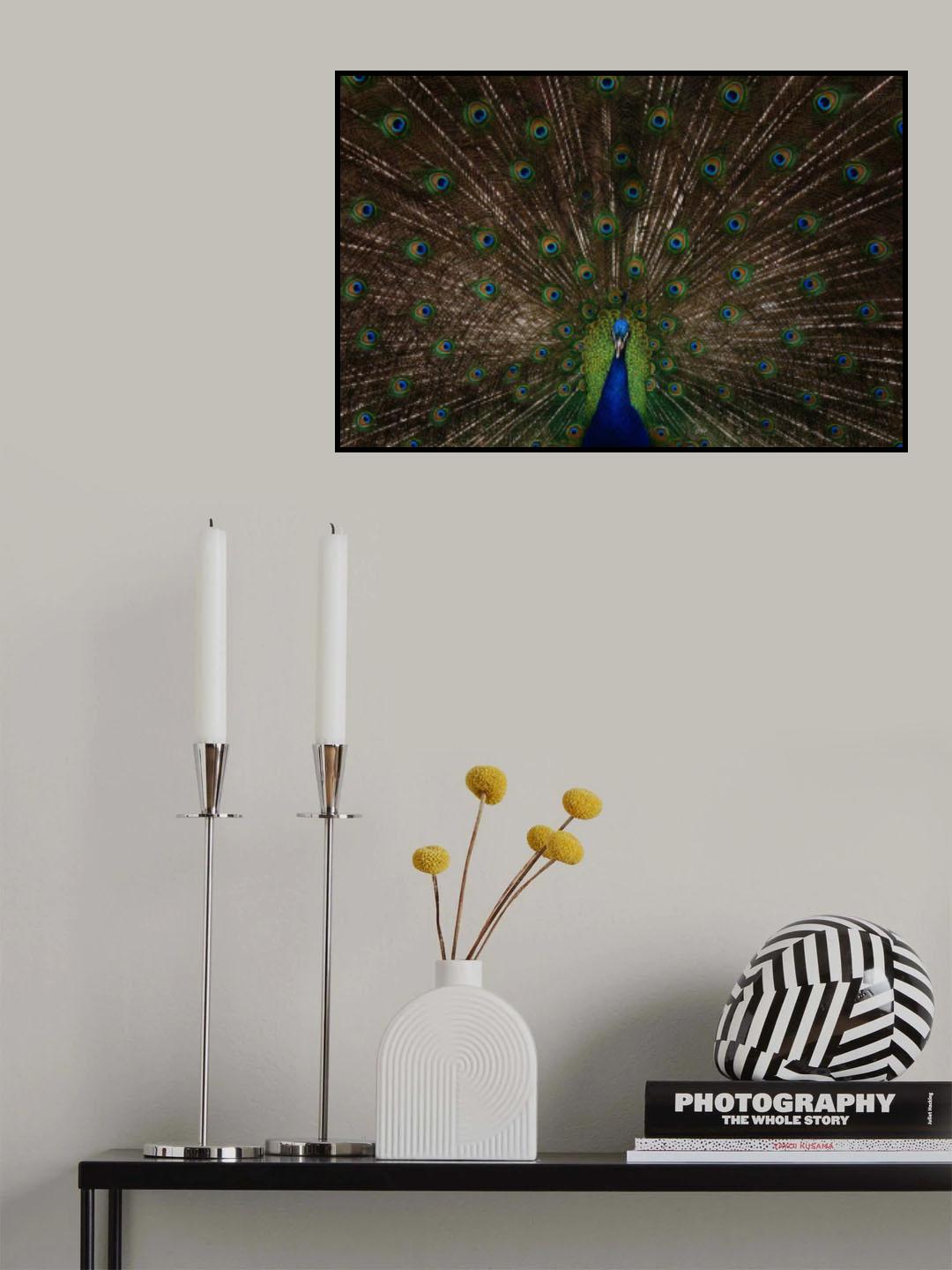 Indian peafowl Poster och Canvastavla