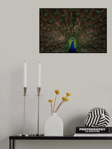 Indian peafowl Poster och Canvastavla