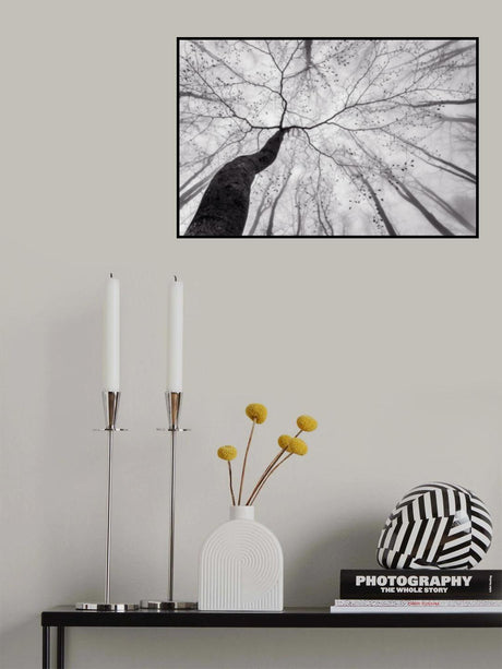 A view of the tree crown Poster och Canvastavla