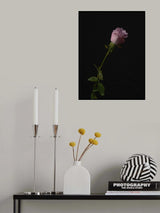 Pink Rose Poster och Canvastavla