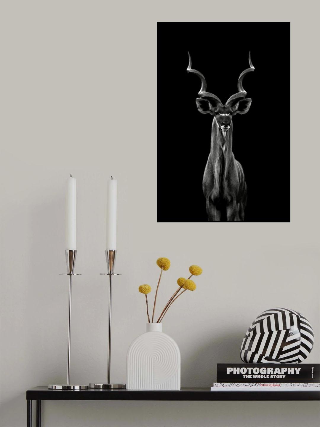 Greater Kudu Poster och Canvastavla