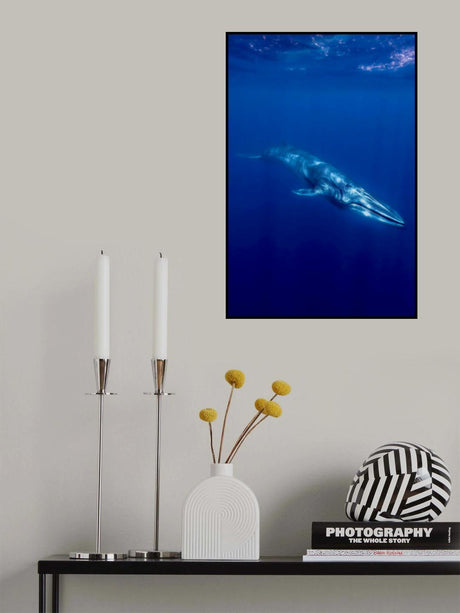Omura Whale Poster och Canvastavla