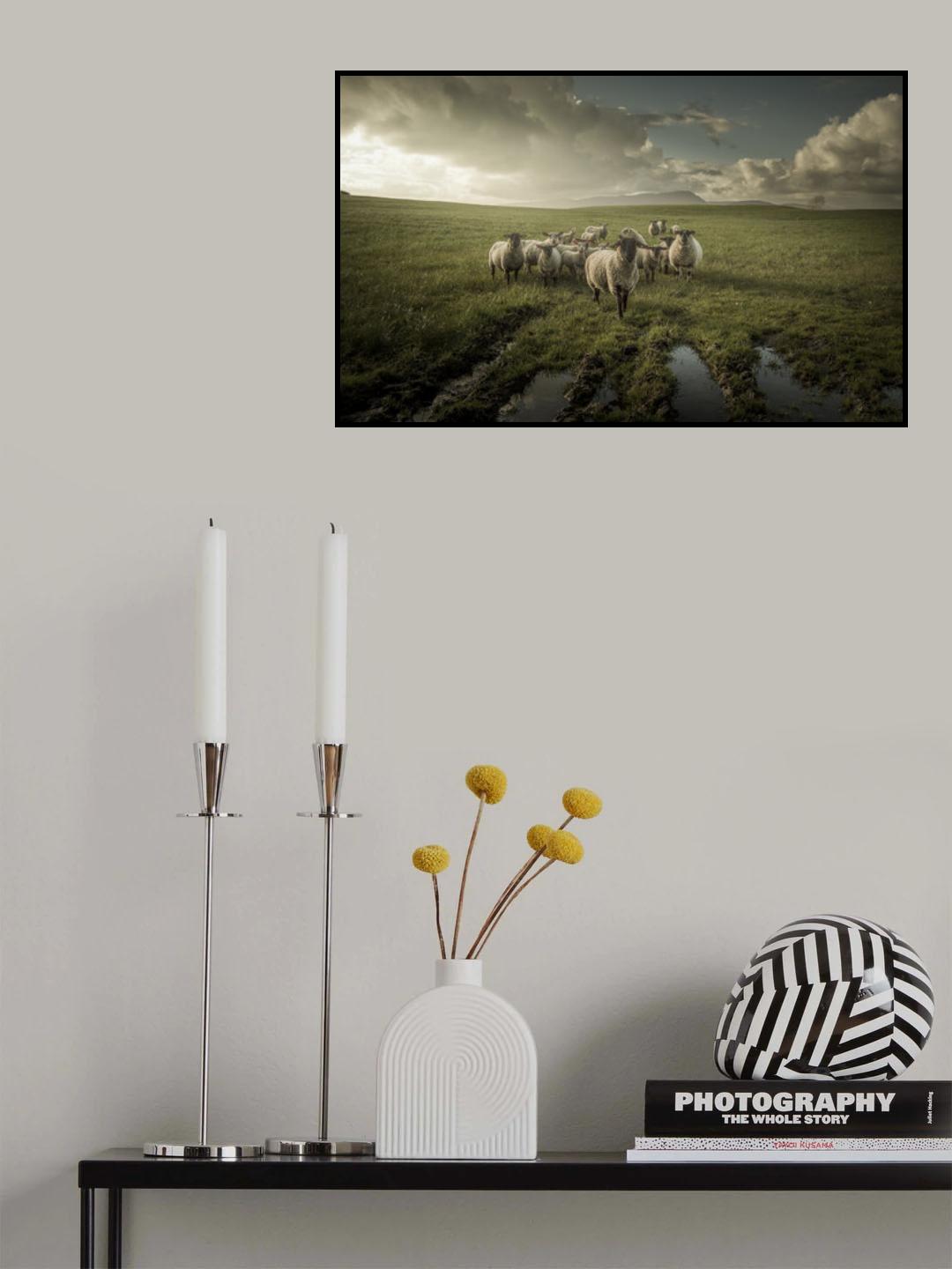 Sheep Poster och Canvastavla